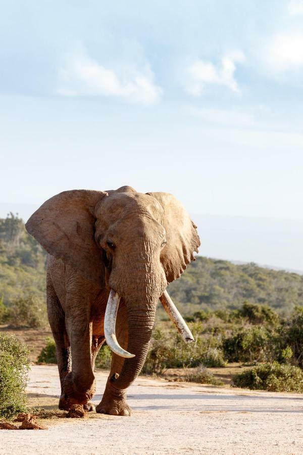 Addo Wildlife Βίλα Εξωτερικό φωτογραφία